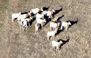 Thermal drone survey for wildlife in Texas